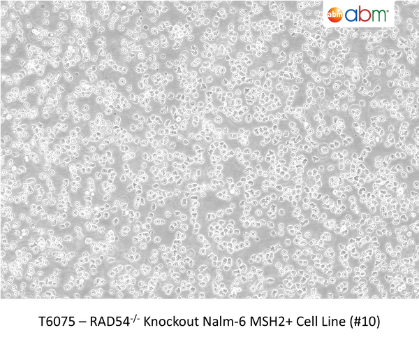 RAD54<sup>-/-</sup> Knockout Nalm-6 MSH2+ Cell Line (#10) | Applied Biological Materials (abm)