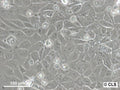 MA-Balb cell