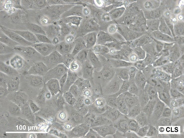 MA-Balb cell