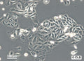 MA-CLS-2 cell