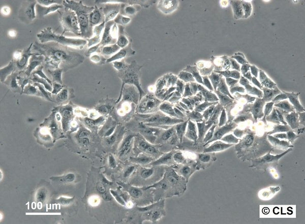 MA-CLS-2 cell