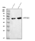 Anti-Calcineurin Alpha Ppp3r1 Antibody (Monoclonal, CN-A1)