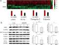 Anti-Calponin Cnn2 Antibody (Monoclonal, CP-93)