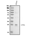 Anti-Cathepsin L Ctsl Antibody (Monoclonal, 33/2)