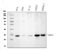 Anti-CDK4 Antibody (Monoclonal, DCS-31)