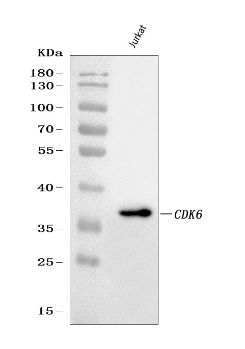 Anti-CDK6 Antibody (Monoclonal, DCS-90)