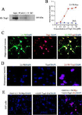 Anti-c-Myc Antibody (Monoclonal, 9E10)