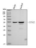 Anti-Cyclin A Ccna2 Antibody (Monoclonal, CY-A1)