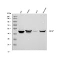 Anti-GFAP Antibody (Monoclonal, G-A-5)