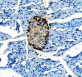 Anti-Glucagon Gcg Antibody (Monoclonal, K79bB10)