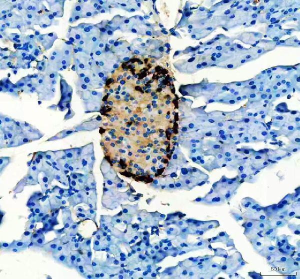 Anti-Glucagon Gcg Antibody (Monoclonal, K79bB10)