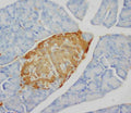 Anti-Insulin antibody (monoclonal), MA1052, IHC(P)
IHC(P): Rat Pancreas Tissue