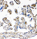Anti-Laminin LAMA1 Monoclonal Antibody