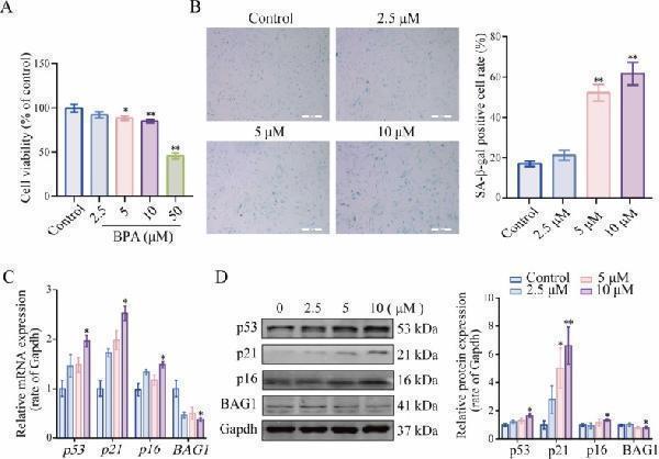 Anti-p16INK4a/CDKN2 Antibody (Monoclonal, DCS-50)