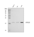 Anti-p19INK4d Cdkn2d Antibody (Monoclonal, DCS-100)