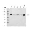 Anti-P53 Tp53 Monoclonal Antibody