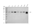 Anti-Paxillin Pxn Antibody (Monoclonal, PXC-10)