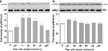 Anti-PKB Alpha Akt1 Antibody (Monoclonal, PKB-175)