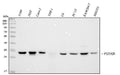Anti-PSTAIR Antibody (Monoclonal, PSTAIR)