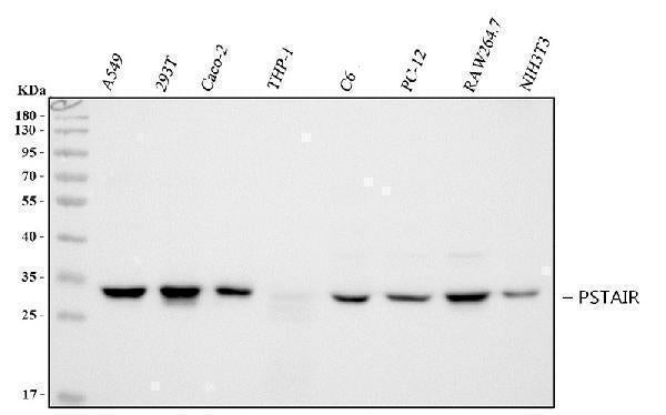 Anti-PSTAIR Antibody (Monoclonal, PSTAIR)