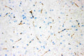 Anti-Tyrosine Hydroxylase Antibody (Monoclonal, TH-16)