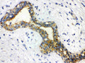 Anti-Alpha-Actinin ACTN2 Antibody (Monoclonal, EA-53)