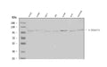 Anti-Alpha-Adaptin AP2A1 Antibody (Monoclonal, 100/2)
