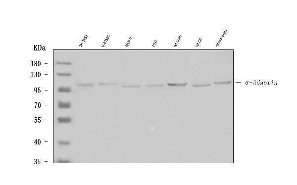Anti-Alpha-Adaptin AP2A1 Antibody (Monoclonal, 100/2)