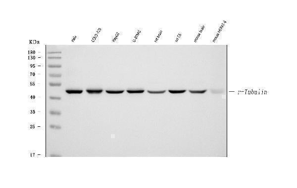 Anti-Gamma-Tubulin GGA3 Antibody (Monoclonal, GTU-88)