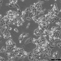 MB49 cell