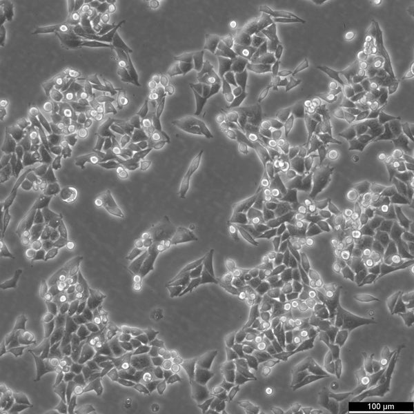 MB49 cell