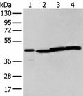 NUDT12 Polyclonal Antibody – Figure 1 of 3