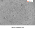 HMAM5 Cells | Applied Biological Materials (abm)