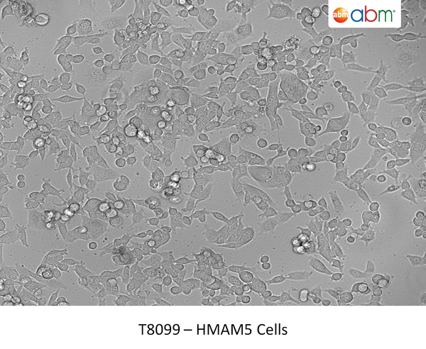HMAM5 Cells | Applied Biological Materials (abm)