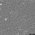 MC3T3-E1 cell