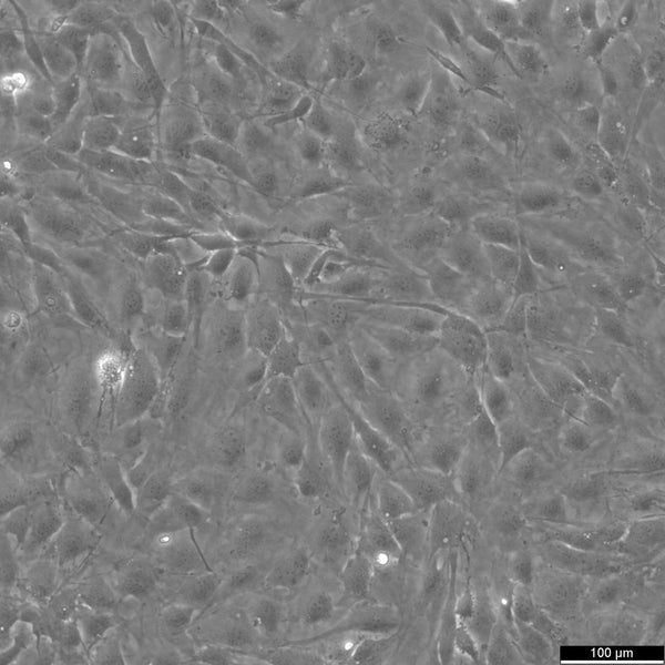 MC3T3-E1 cell