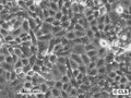 MCA-3D cell