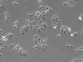 MDBK (NBL-1) cell