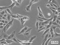 MDCK (NBL-2) cell