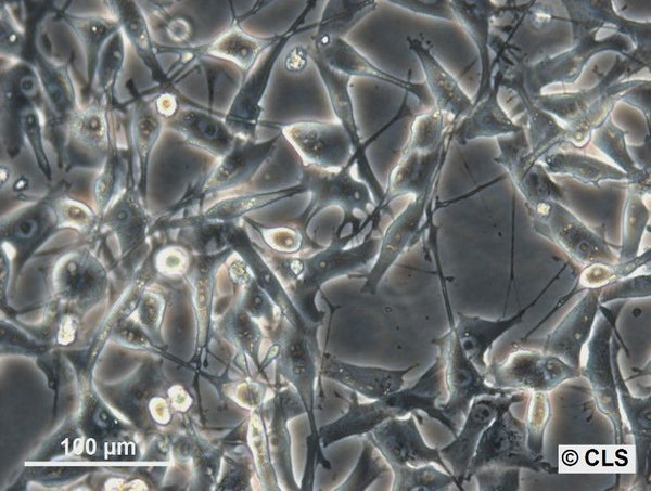 FO-1 (MEL-CLS-1) cell