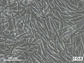 MEL-CLS-2 cell