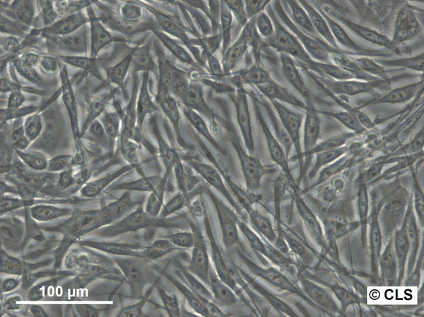 MEL-CLS-2 cell