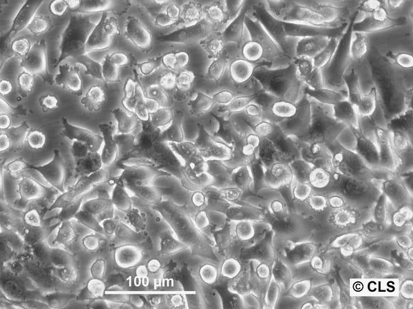 MEL-CLS-3 cell