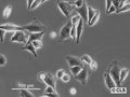 MEL-CLS-4 cell