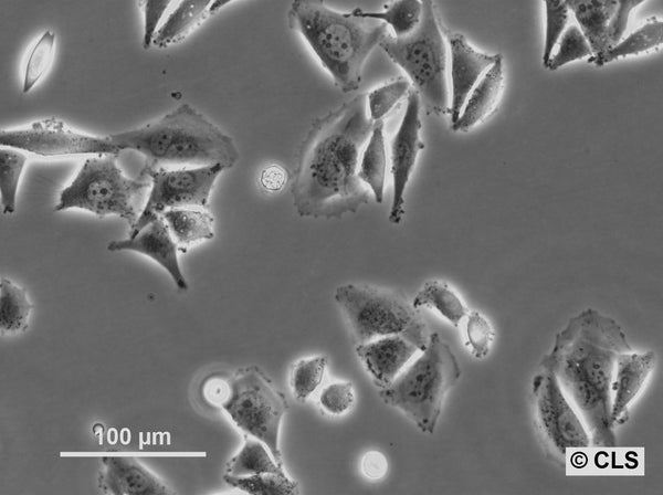 MEL-CLS-4 cell