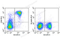 PE Anti-Mouse CD90 Antibody[M5/49.4.1] – Figure 1 of 2