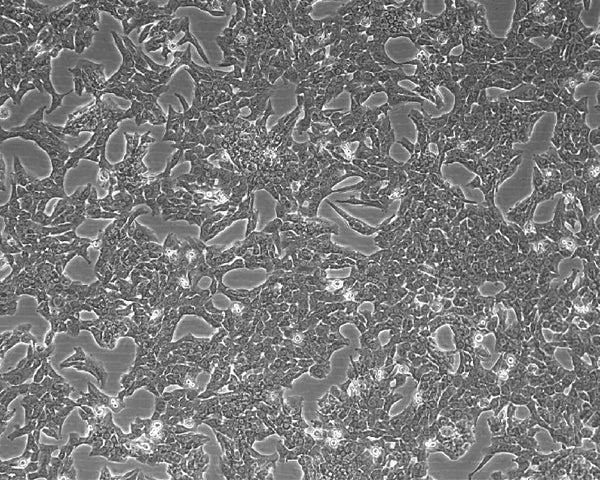 MH-TC-5123 cell