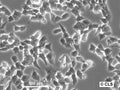 MHH-ES1 cell