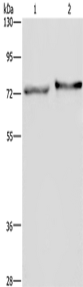 TRIM29 Polyclonal Antibody – Figure 1 of 2