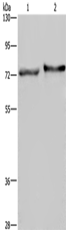 TRIM29 Polyclonal Antibody – Figure 1 of 2